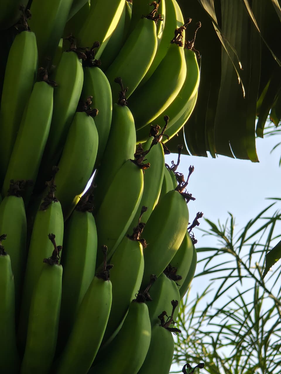Alworawa nursery and regenerative farm on Rusinga Island